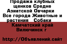 Продажа клубных щенков Средне Азиатской Овчарки - Все города Животные и растения » Собаки   . Камчатский край,Вилючинск г.